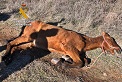 El caballo se encontraba tirado en el suelo, con evidentes síntomas de enfermedad y desnutrición. El animal falleció  posteriormente