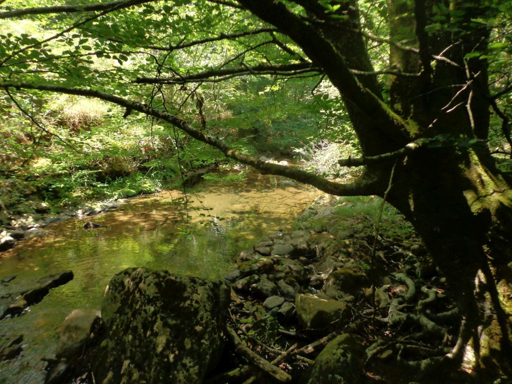 Cauce sombreado en la reserva natural fluvial Arroyo de Viaña