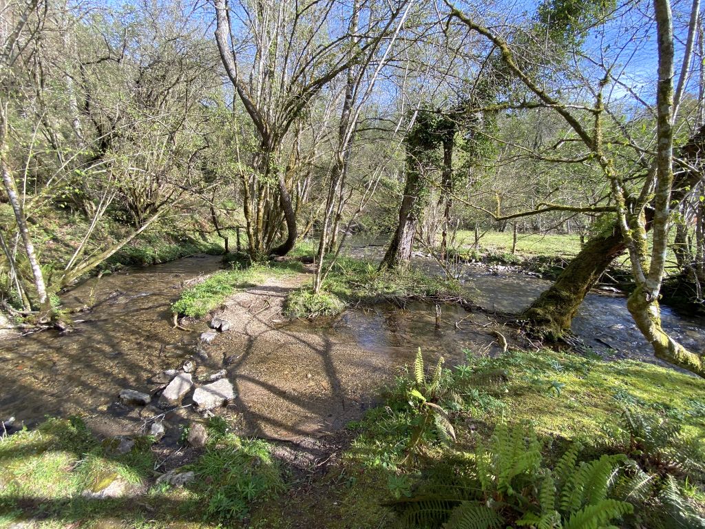 Bosque de galería en el cauce del río Cabra