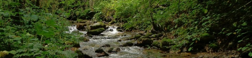 Vegetación riparia imbrincada de la reserva natural fluvial Cabecera del río Cibea y arroyo de la Serratina