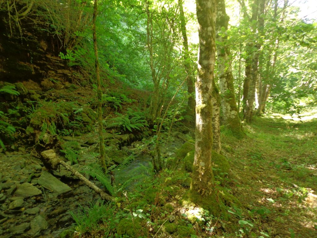 Vegetación de ribera en la reserva natural fluvial Río Moia