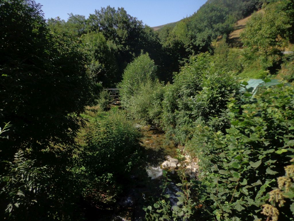 Vegetación de ribera de la reserva natural fluvial Nacimiento del río Naviego