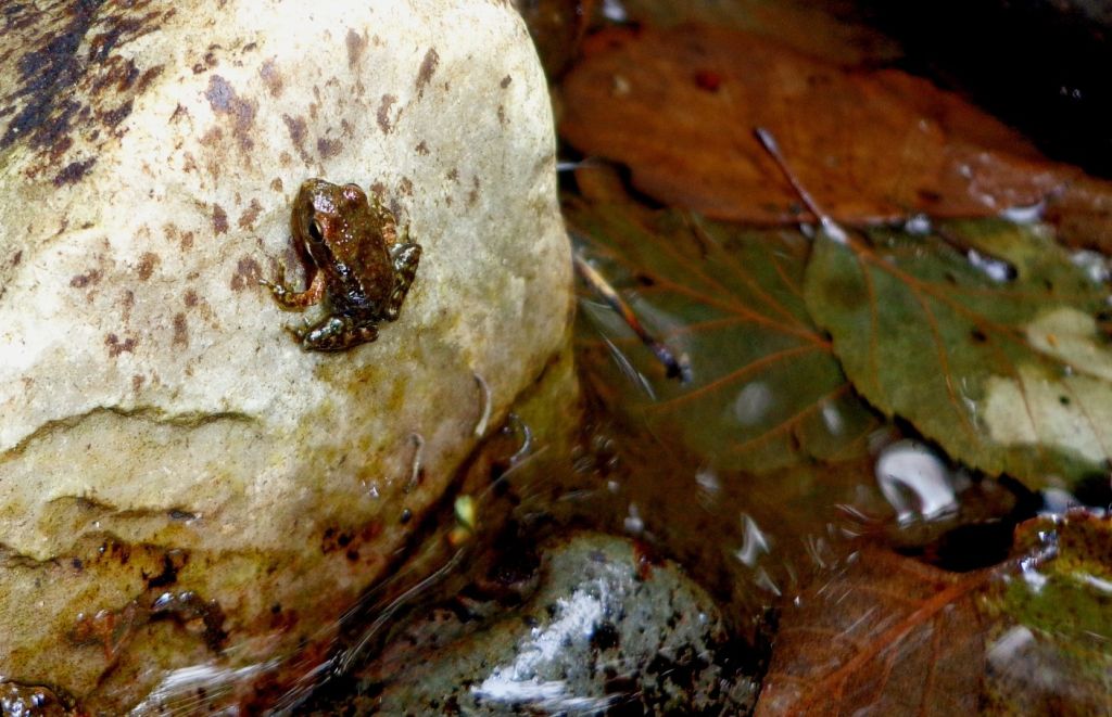 Rana patilarga en la reserva natural fluvial Río Porcia