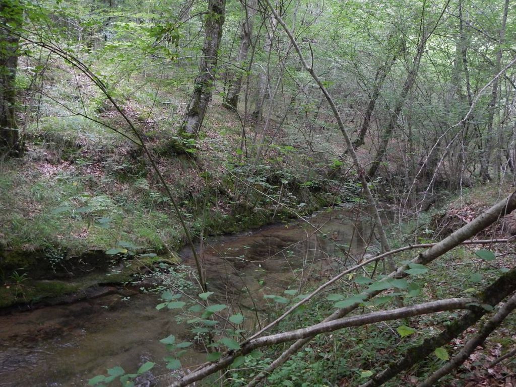 Avellanos a las orillas de la reserva natural fluvial Cabecera del río Altube