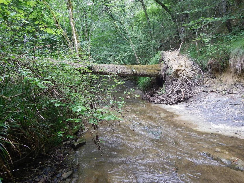 Árbol caído sobre el cauce de la reserva natural fluvial Cabecera del río Altube