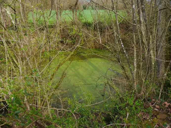 Estanyol de les Saules a San Miquel de Campmajor 