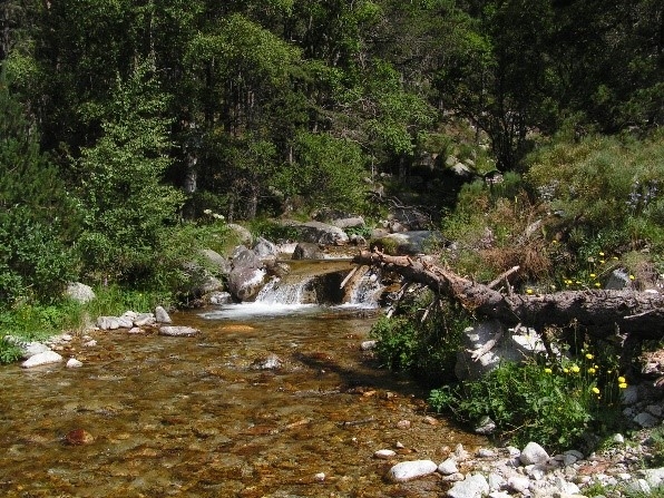 Reserva Natural Fluvial Cabecera del Ter
