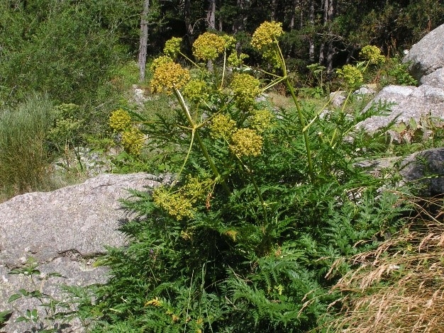 Reserva Natural Fluvial Cabecera del Ter