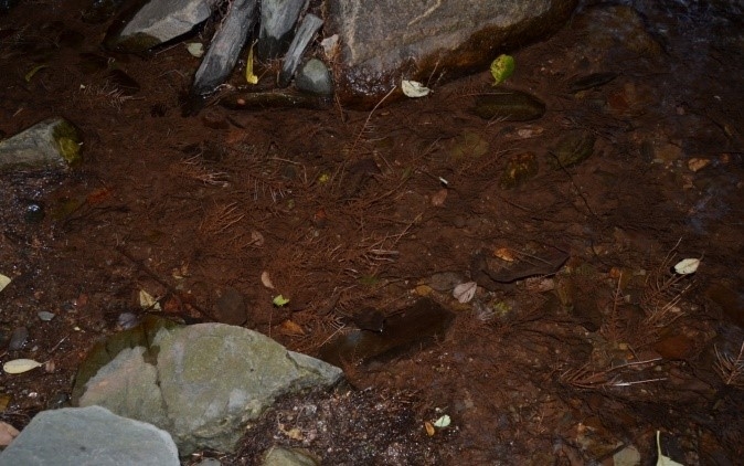 Reserva Natural Fluvial Riera de Picamena