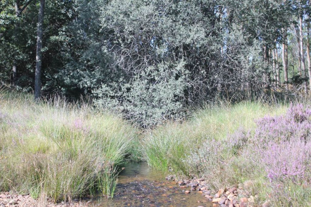 Reserva Natural Fluvial Tramo Alto del Aigua d'Ora