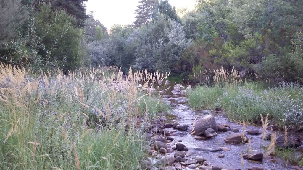 Cauce con vegetación de tipo pastizal en la reserva natural fluvial Alto Arlanza (hasta Quintanar de la Sierra ) y afluentes