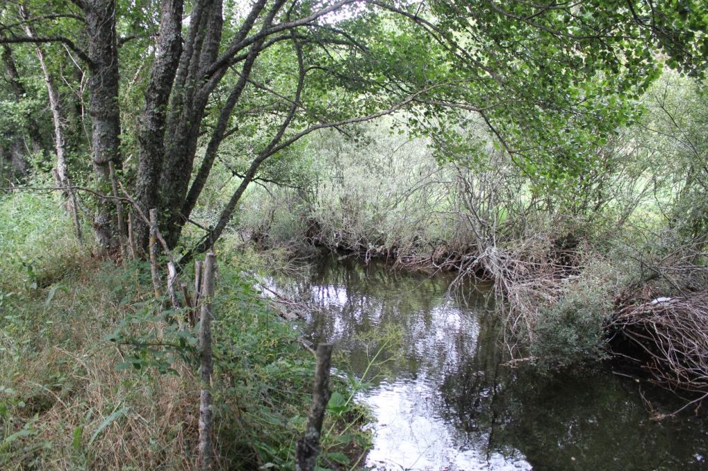 Vegetación de ribera cubriendo el cauce en la reserva natural fluvial Alto Omaña
