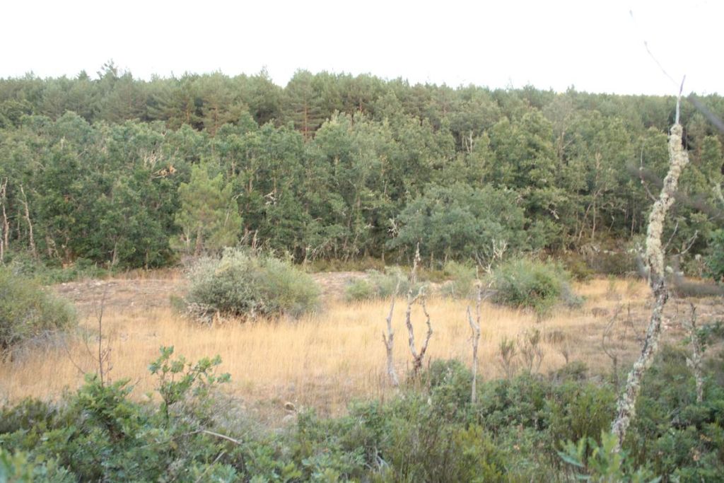 Vista general de la vegetación de ribera en un tramo del río en la reserva natural fluvial Arroyo Rebedul