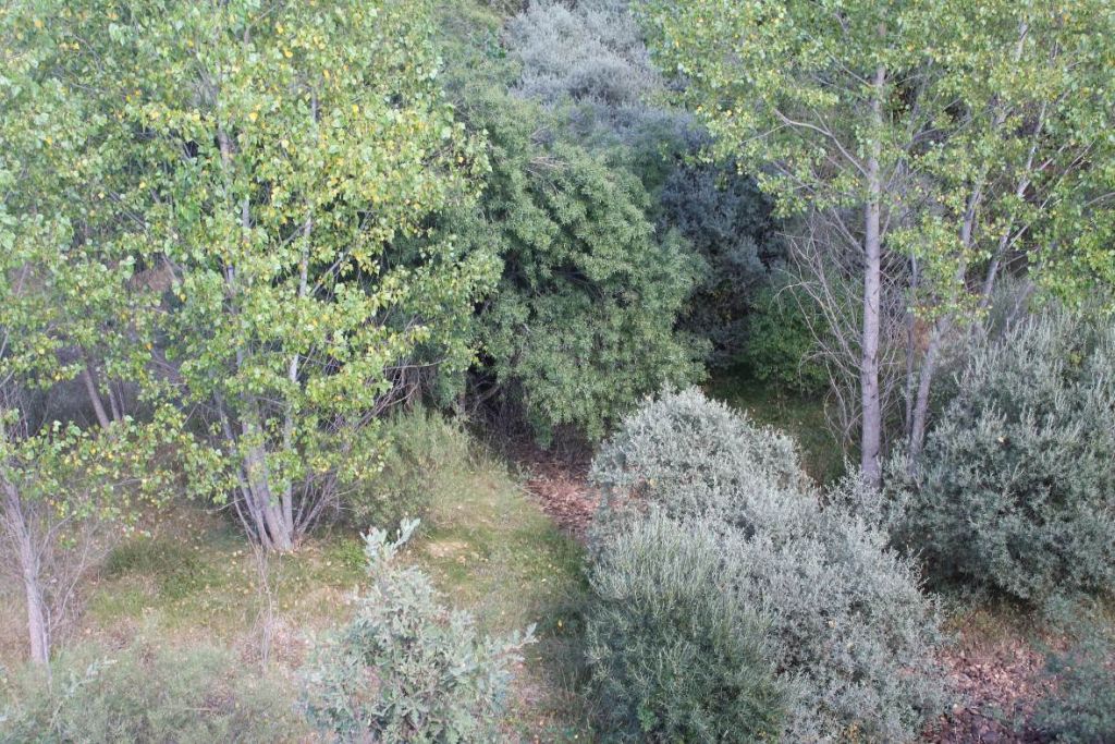Cauce seco del río entre varias tipologías de vegetación ribereña en la reserva natural fluvial Arroyo Rebedul