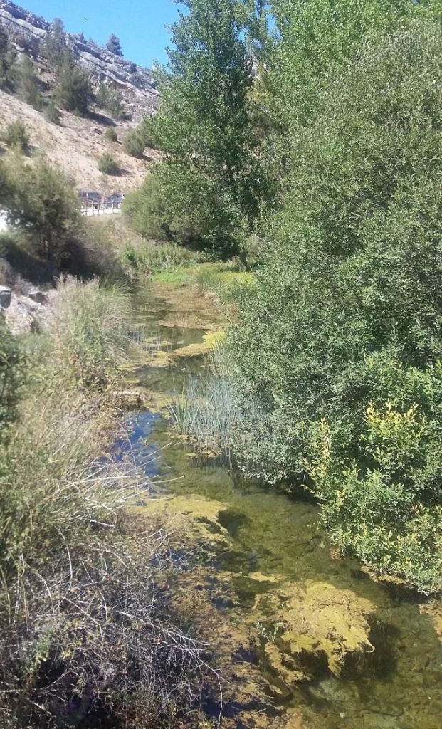 Profusa vegetación de ribera en una zona de remanso del río en la reserva natural fluvial Hoces de Muriel de la Fuente