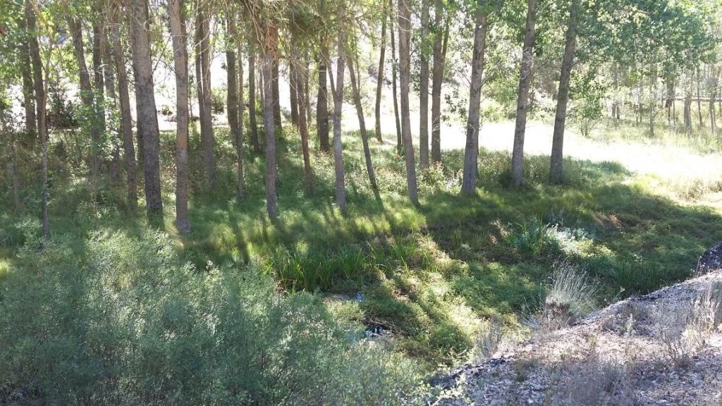 Plantación forestal en la reserva natural fluvial Hoces de Muriel de la Fuente