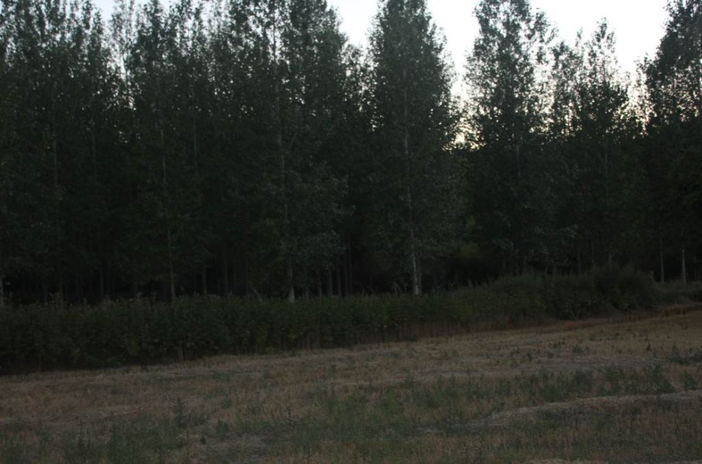 Plantación de chopos de avanzada edad en la reserva natural fluvial Río Mataviejas, Desfiladeros de La Yecla y Peña Cervera