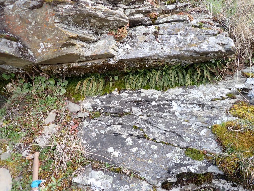Calizas carboníferas y especies botánicas calcícolas asociadas