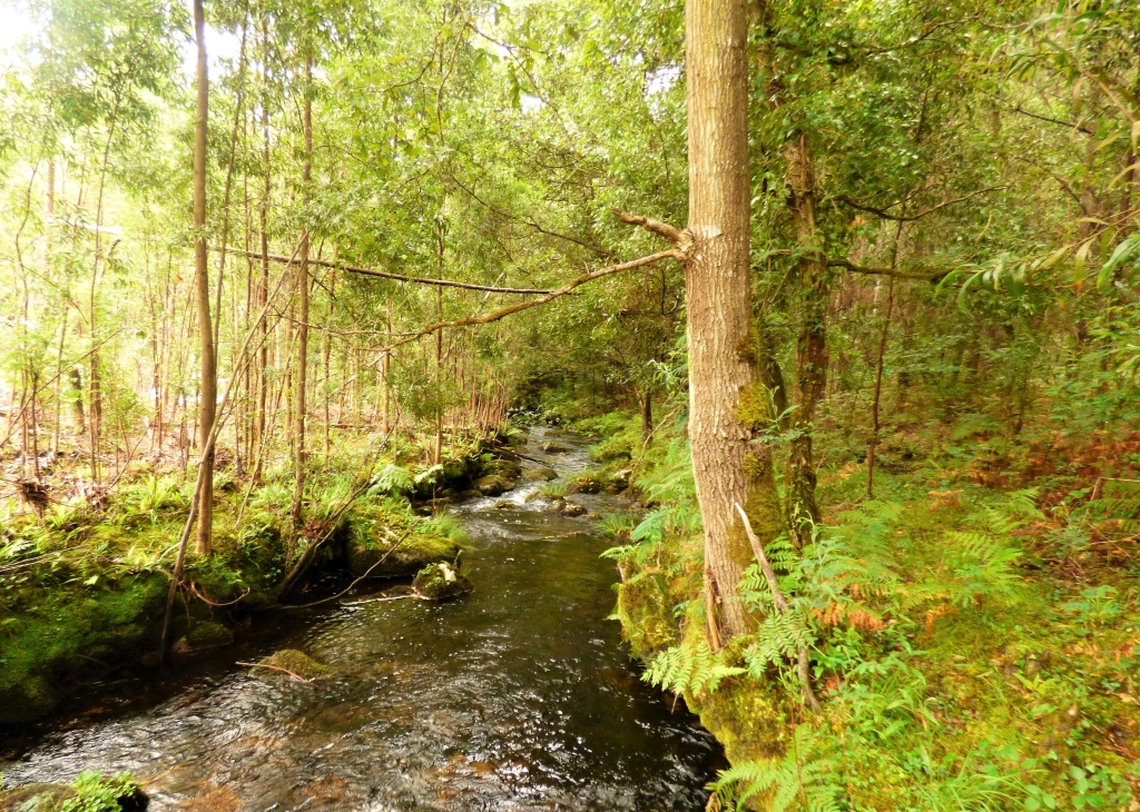 Reserva Natural Fluvial del Río Cobo. Zona: Cobo