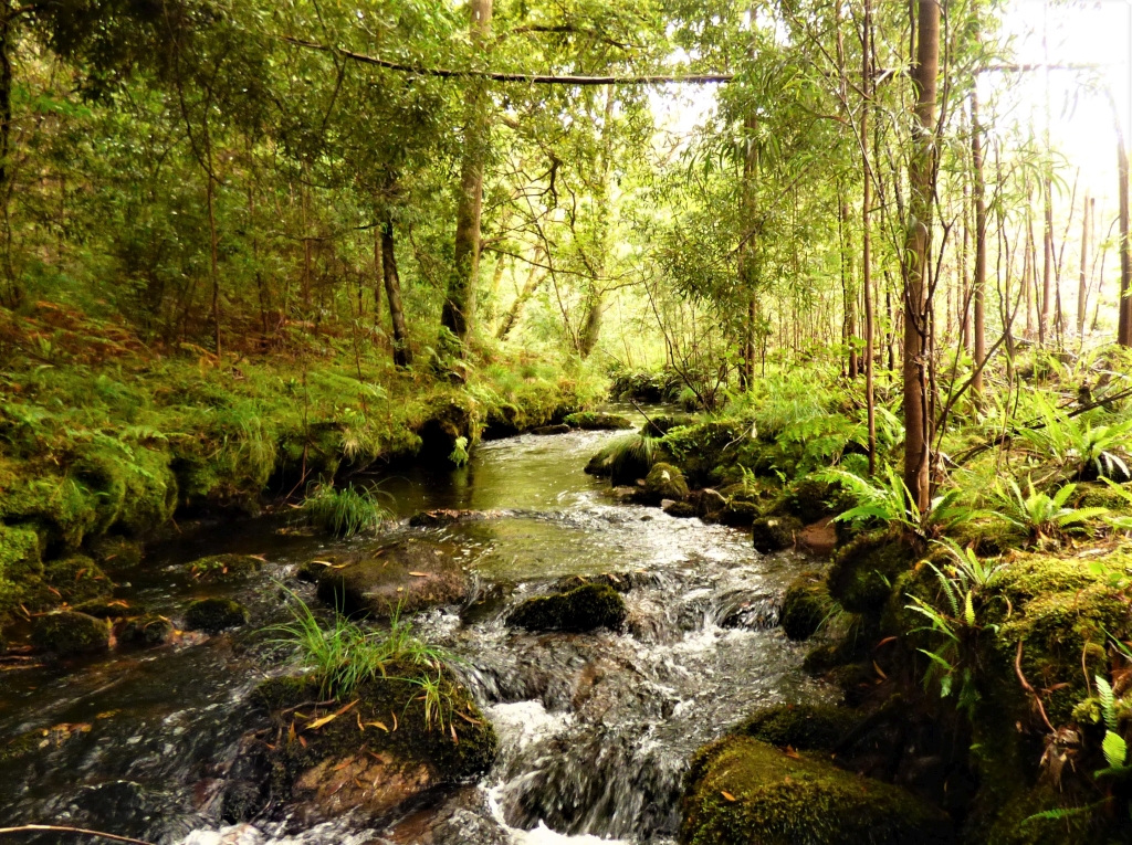 Reserva Natural Fluvial del Río Cobo. Zona: Cobo