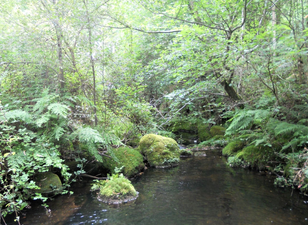 Reserva Natural Fluvial del Río Cobo. Zona: Cobo
