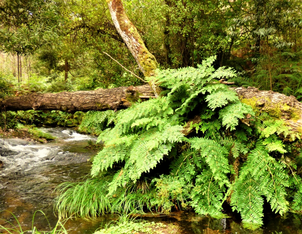 Reserva Natural Fluvial del Río Cobo. Zona: Cobo