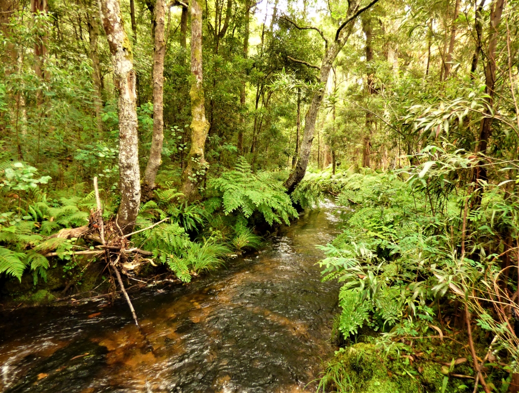 Reserva Natural Fluvial del Río Cobo. Zona: Cobo