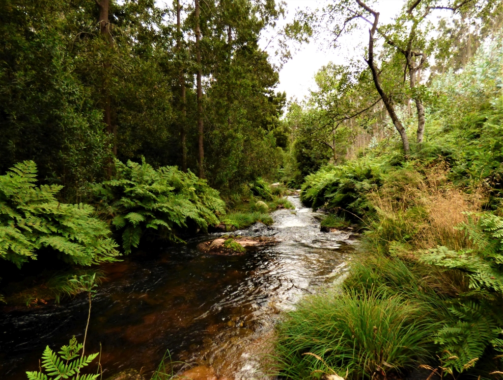 Reserva Natural Fluvial del Río Cobo. Zona: Cobo