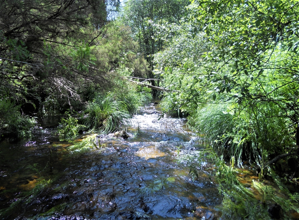 Reserva Natural Fluvial del Río Masma. Zona: Masma II