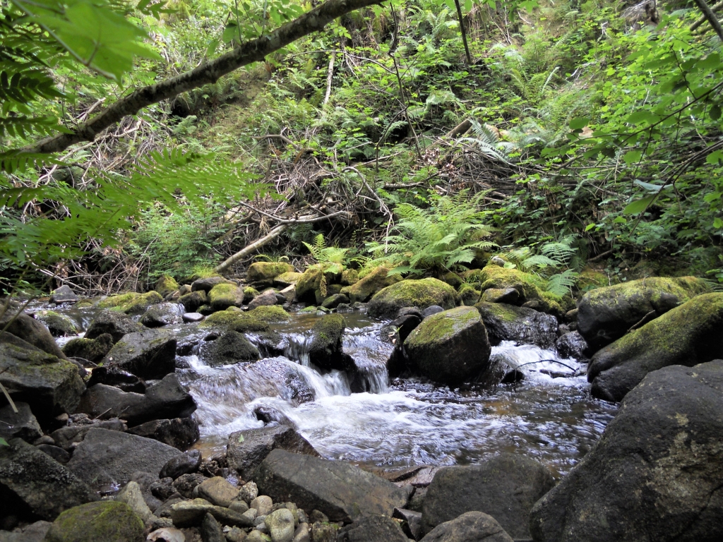 Reserva Natural Fluvial del Río Ouro. Zona: Rego das Cancelas