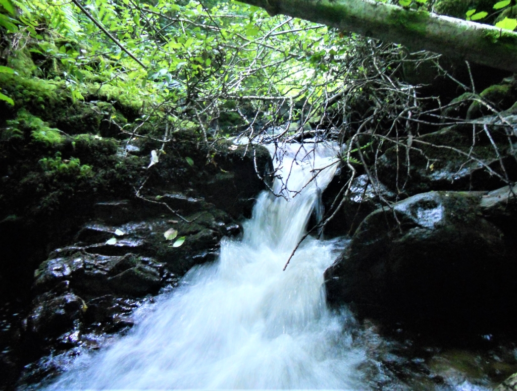 Reserva Natural Fluvial del Río Ouro. Zona: Rego das Cancelas