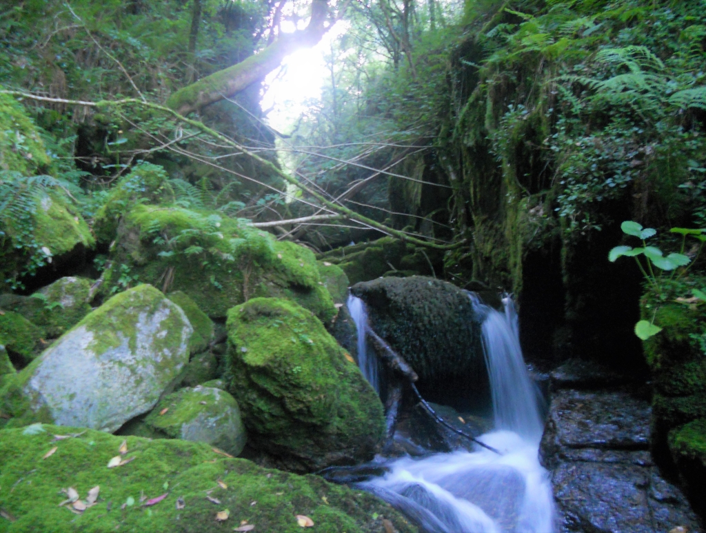 Reserva Natural Fluvial del Río Ouro. Zona: Rego das Cancelas