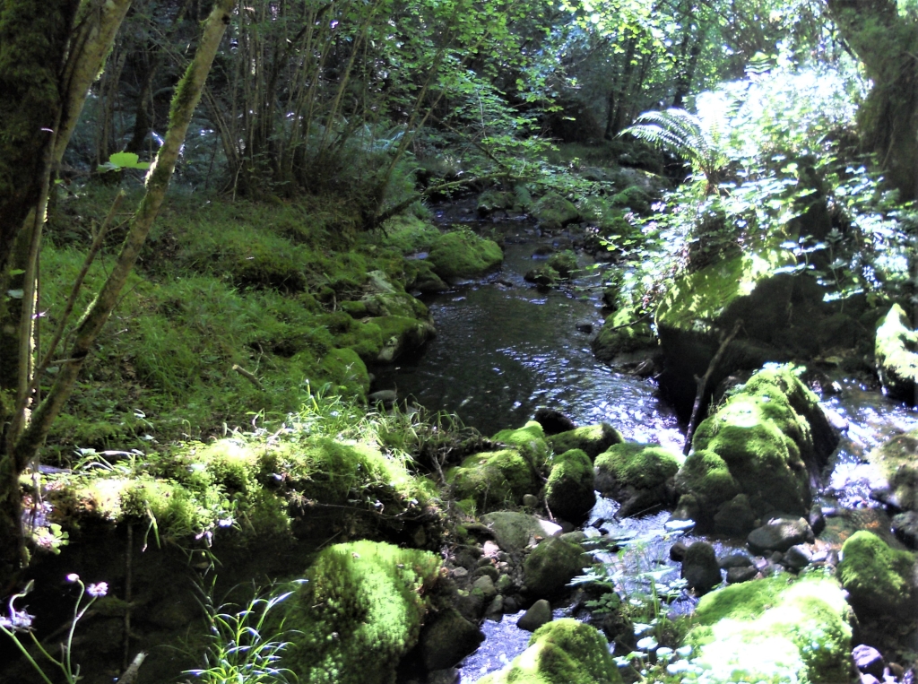 Reserva Natural Fluvial del Río Ouro. Zona: Rego das Cancelas