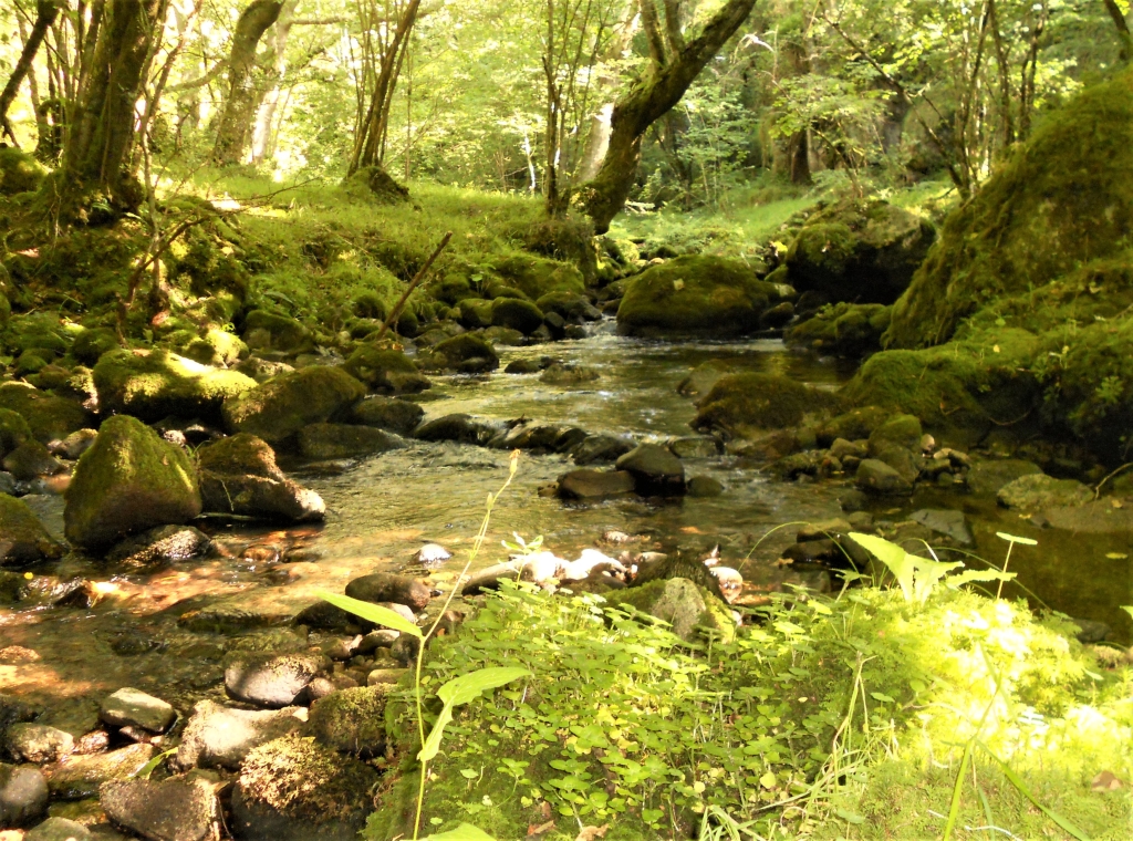 Reserva Natural Fluvial del Río Ouro. Zona: Rego das Cancelas