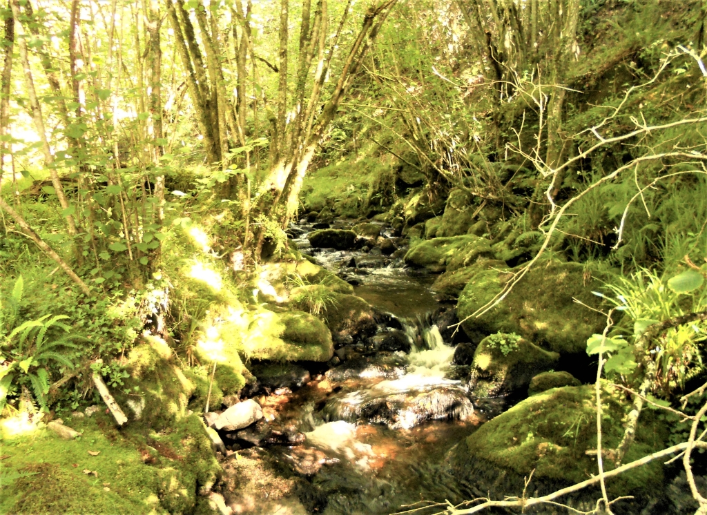 Reserva Natural Fluvial del Río Ouro. Zona: Rego das Cancelas