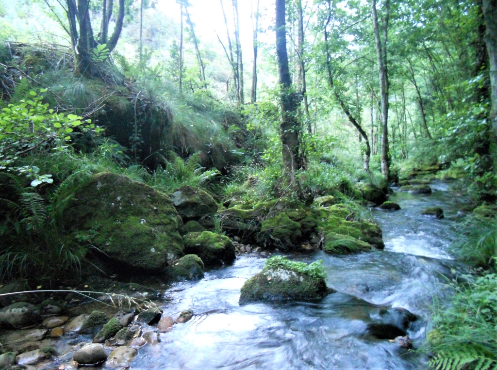 Reserva Natural Fluvial del Río Ouro. Zona: Rego da Furna