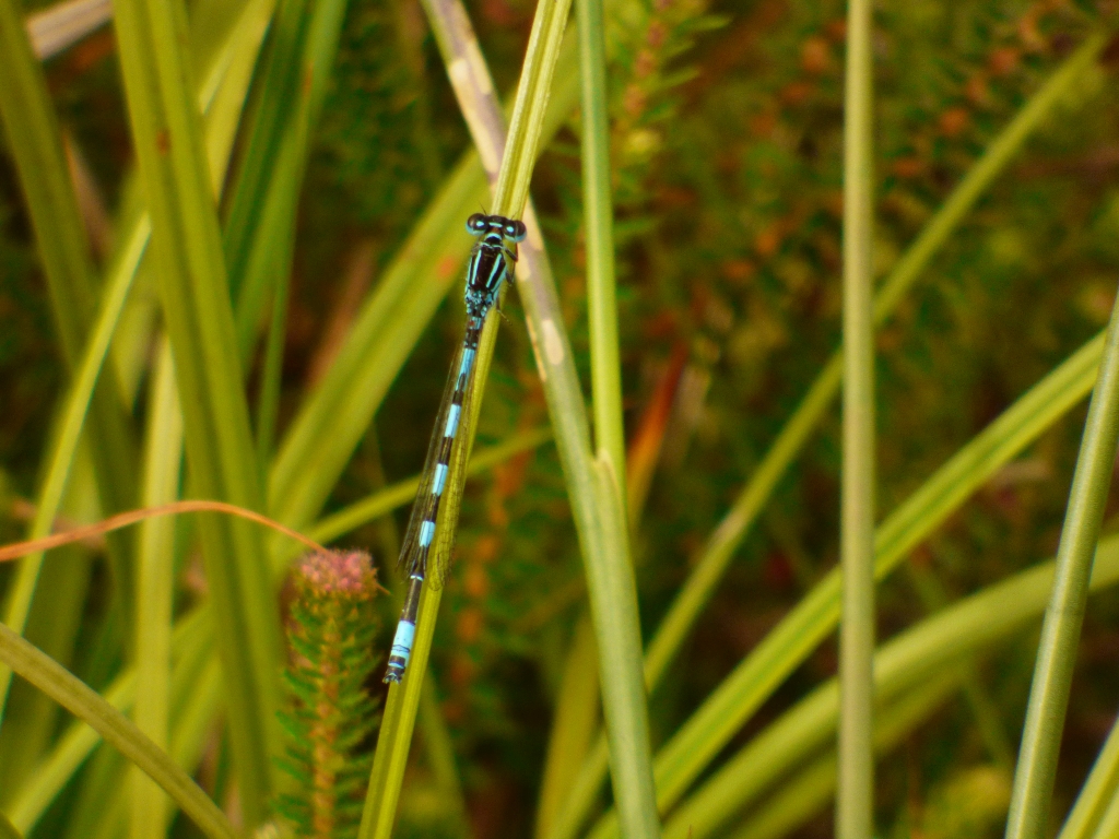 Reserva Natural Fluvial del Río Ouro. Zona: Rego da Furna