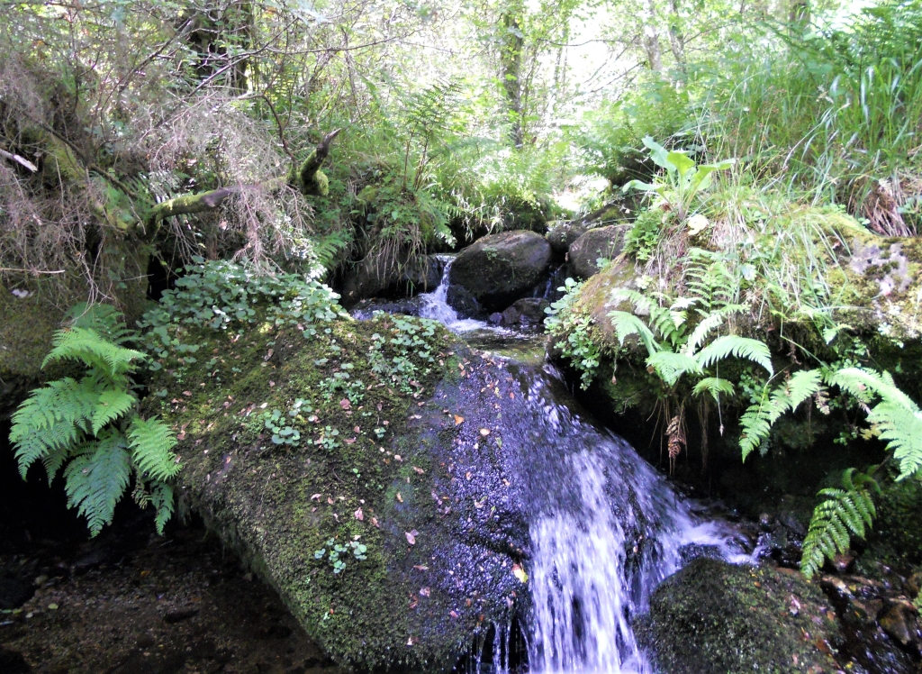 Reserva Natural Fluvial del Río Ouro. Zona: Rego da Furna