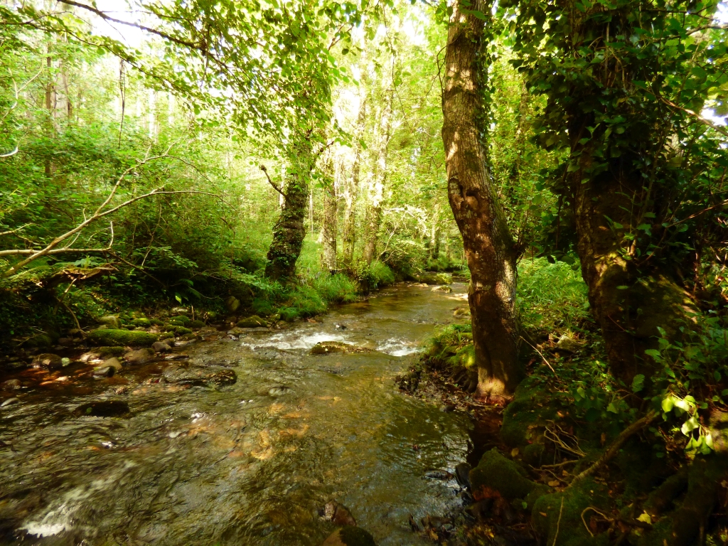 Reserva Natural Fluvial del Río Ouro. Zona: Rego da Furna