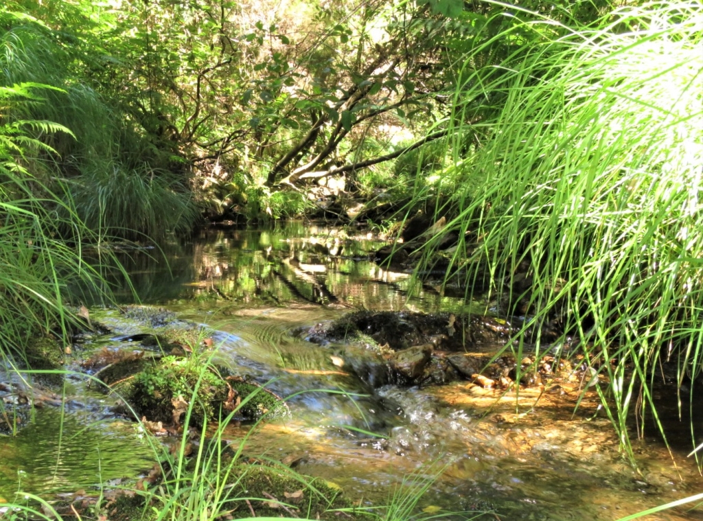 Reserva Natural Fluvial del Río Ulla-Deza. Zona: Candán