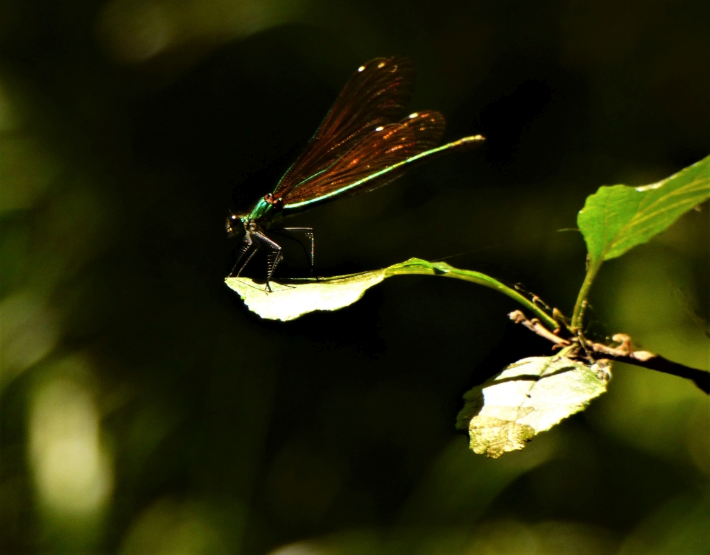 Reserva Natural Fluvial del Río Ulla-Deza. Zona: Río Asneiro