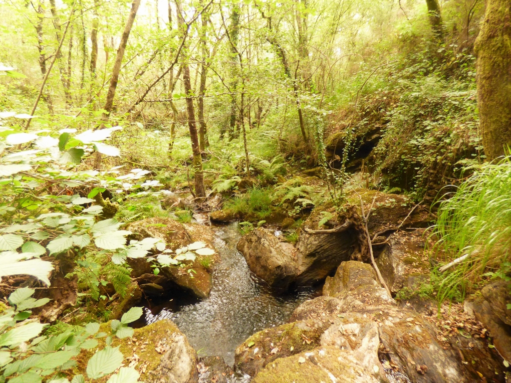 Reserva Natural Fluvial del Río Ulla-Deza. Zona: Río Asneiro