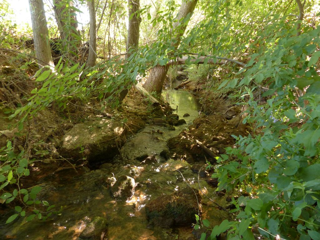 Bosque en galería jalonando el estrecho cauce de la reserva natural fluvial Cabecera de los ríos Salobre y Arjonilla (o Angorrilla)