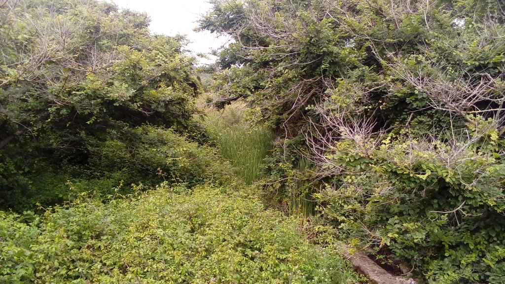 Reserva Natural Fluvial Torrent de Binimel·là