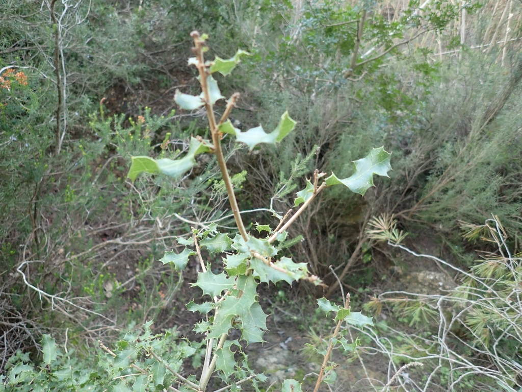 Reserva Natural Fluvial Torrent des Verger - Jondal