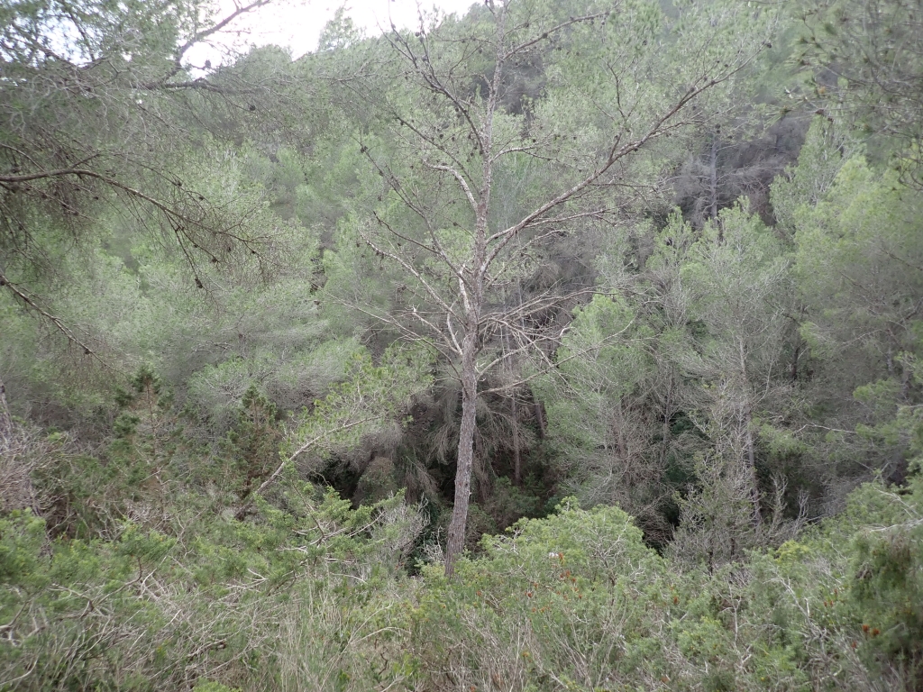 Reserva Natural Fluvial Torrent des Verger - Jondal