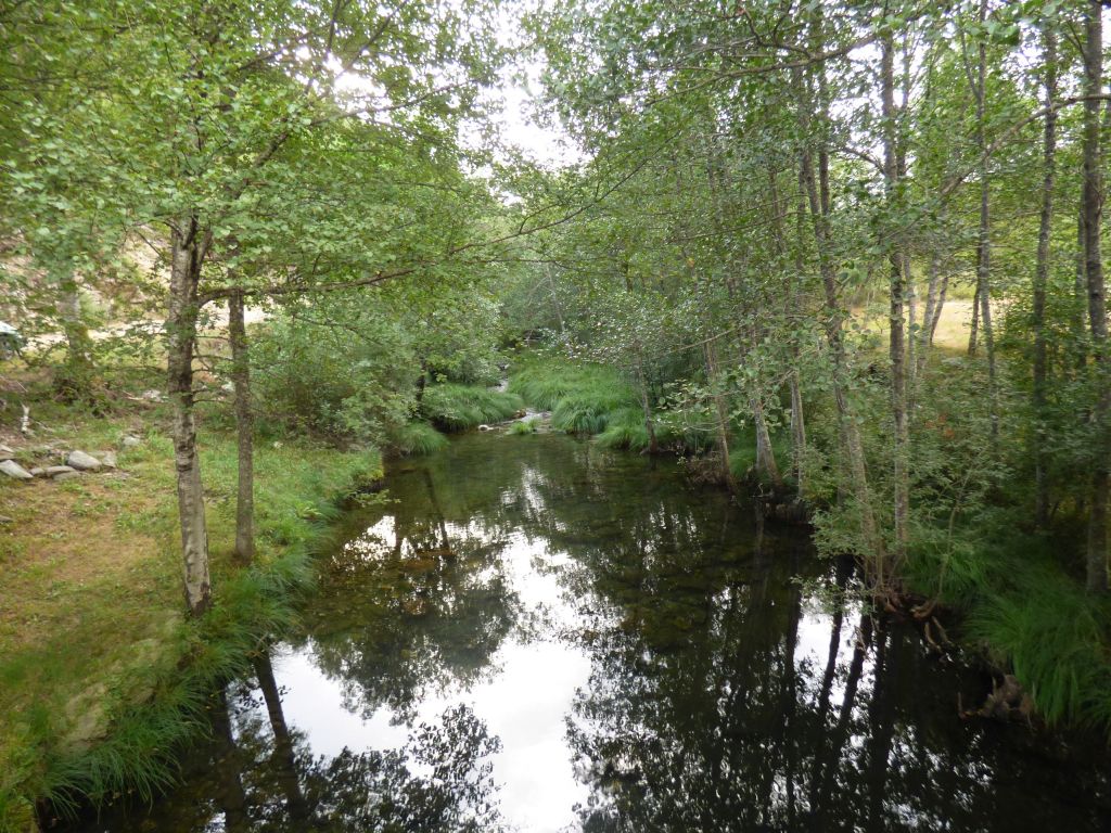Vegetación de ribera en la reserva natural fluvial Rego da Ribeira Grande