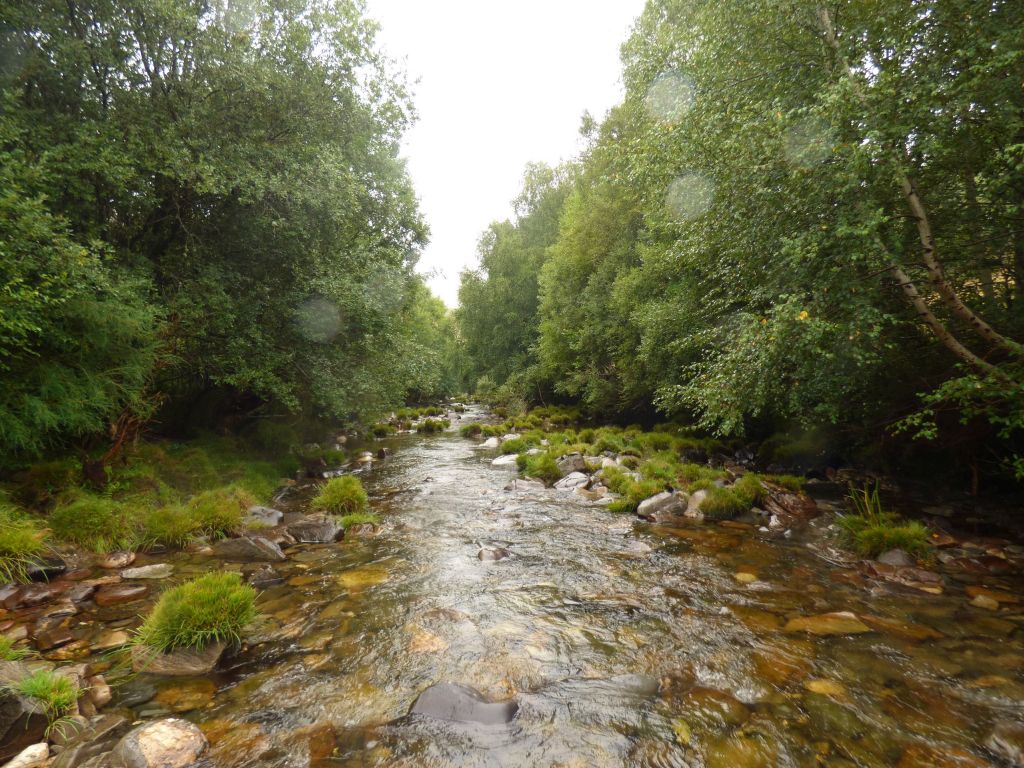 Vegetación de ribera en las márgenes de la reserva natural fluvial Río Navea I