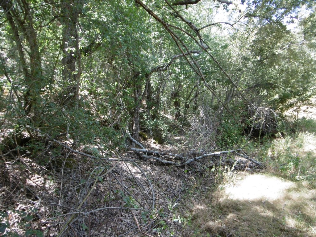 La vegetación de ribera ocupa la reserva natural fluvial Río Navahondilla en el periodo de estiaje