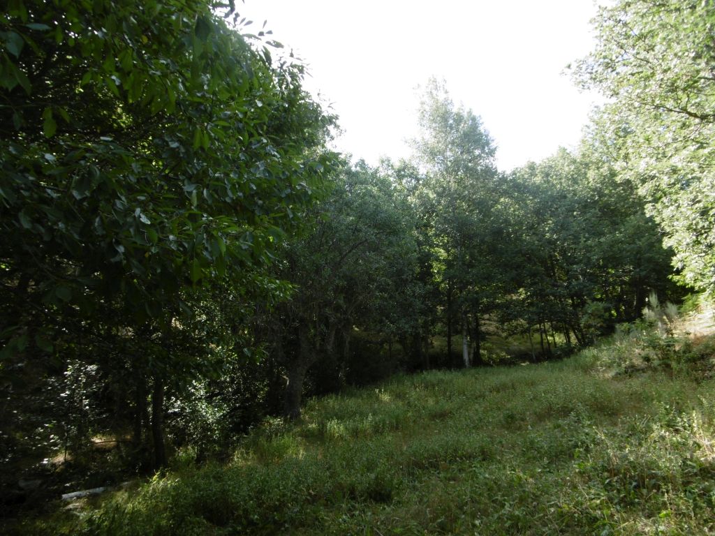 Prados naturales verdean la reserva natural fluvial Río Navahondilla